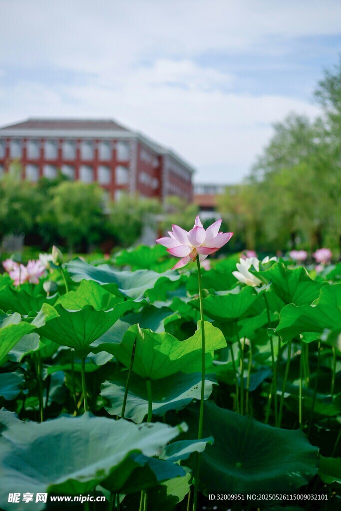 校园荷花绽放美景