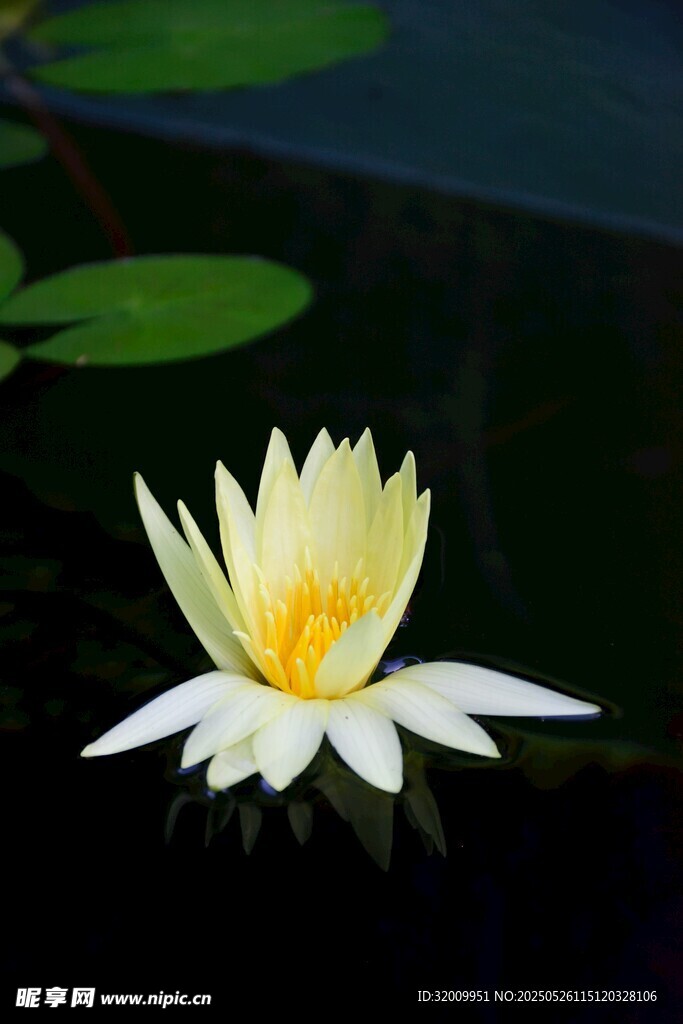 水中绽放的美丽白睡莲