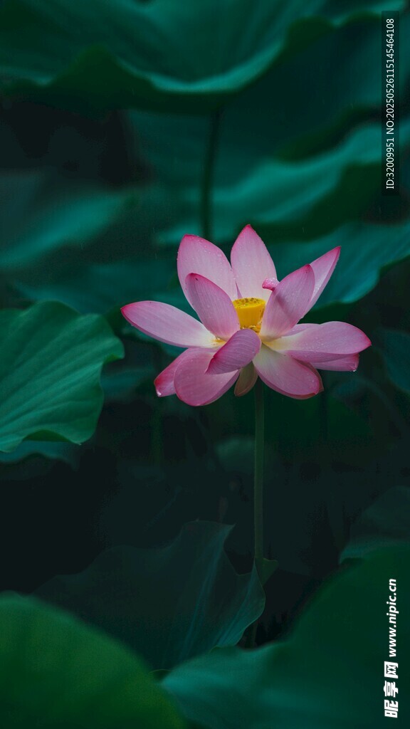 粉色荷花