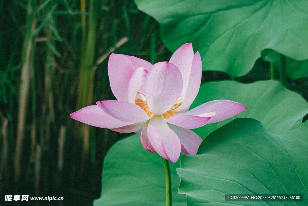 绽放的粉色荷花