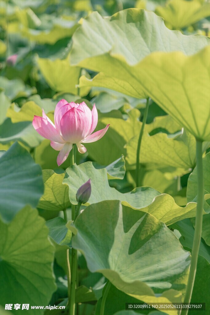 粉色荷花 