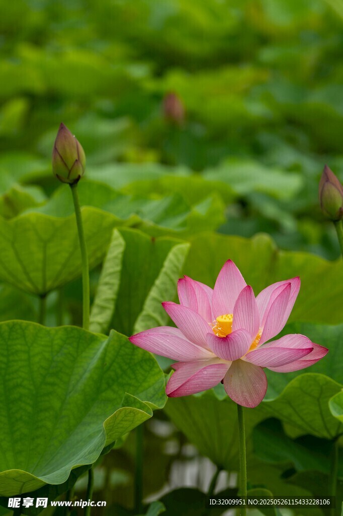 粉色荷花绽放于绿叶间