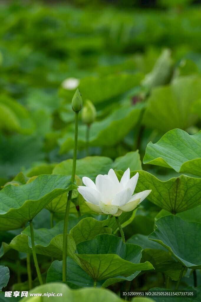 洁白荷花绽于翠绿荷叶间