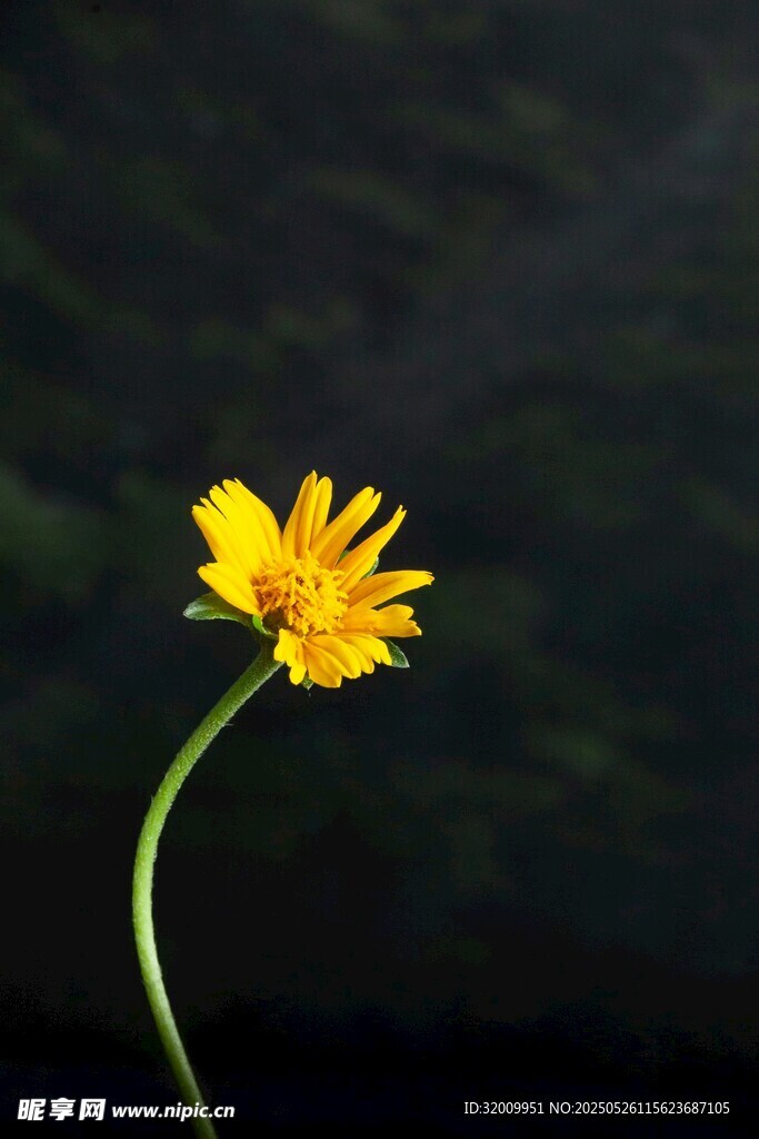 暗夜中的独枝黄色小花