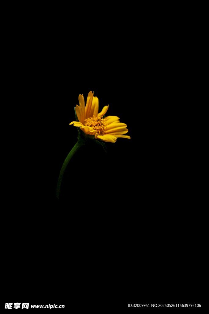 孤芳自赏的黄色小花