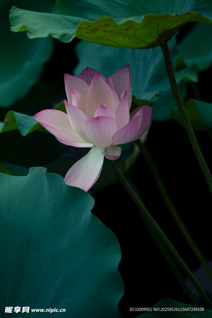 粉色荷花绽放于绿叶间