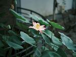 娇艳荷花绽放绿叶间