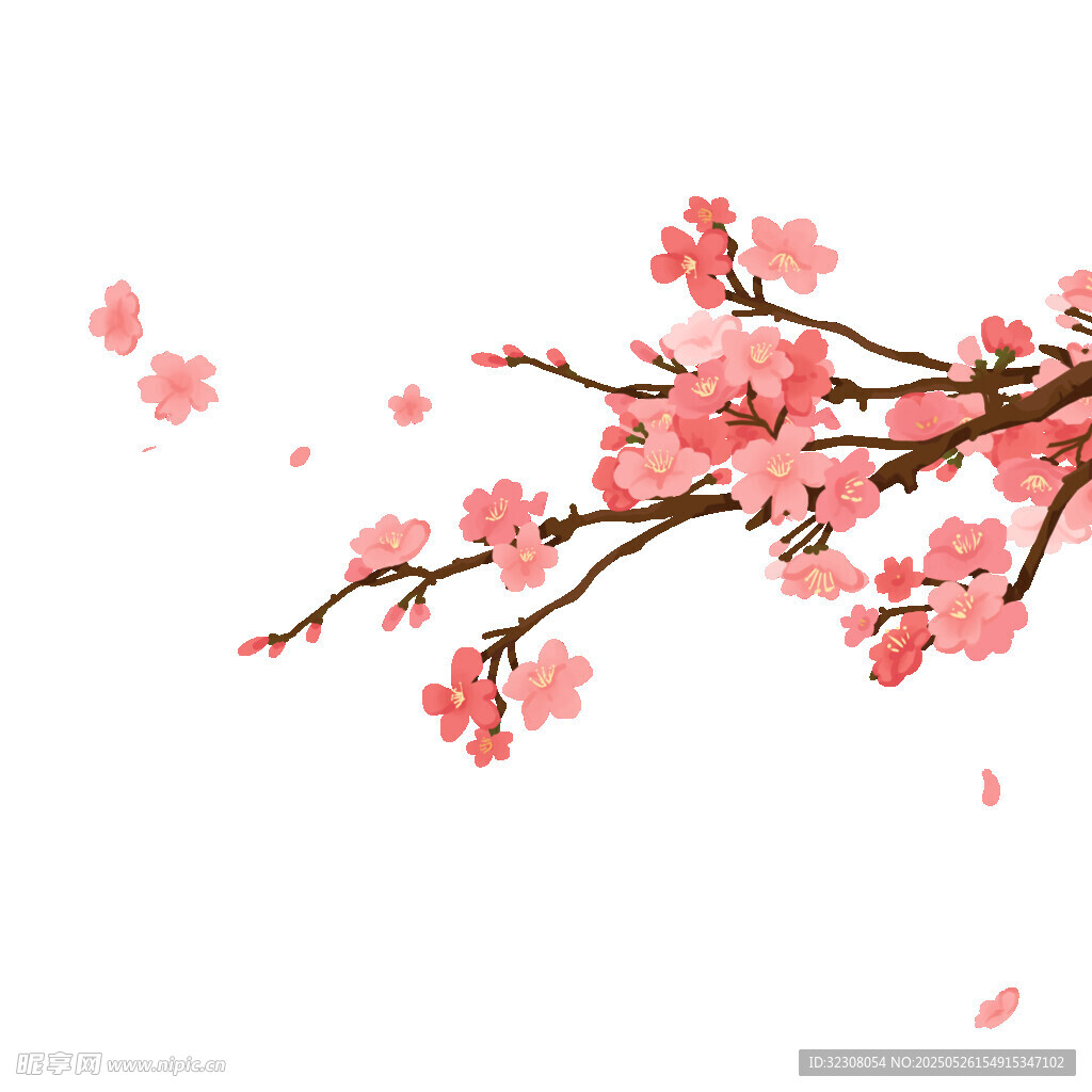 粉色樱花枝 花瓣飘落