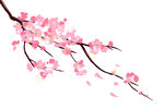 粉色樱花枝 花瓣轻飘落