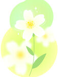 清新手绘白色小花插画