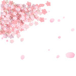 粉色樱花花瓣飘落画面