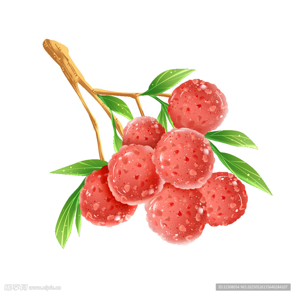 手绘鲜荔枝枝上果实饱满