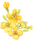 黄色花卉插画