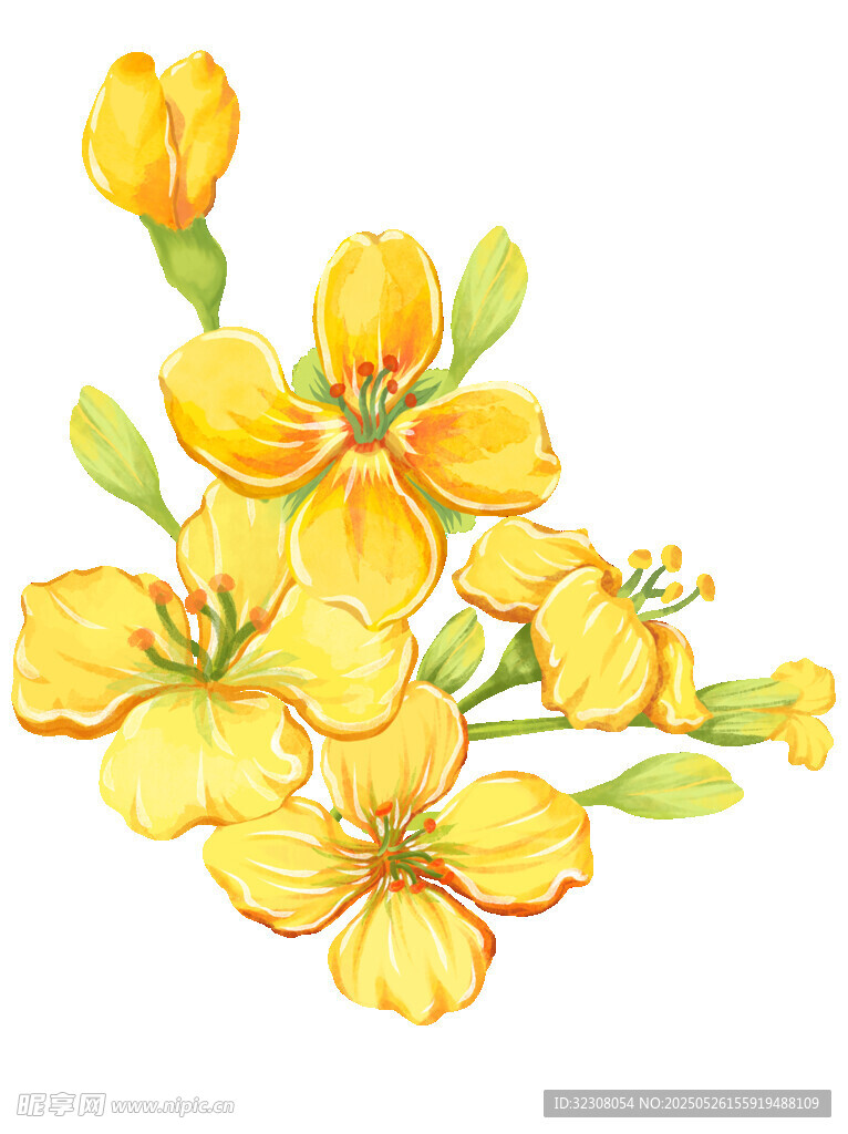 黄色花卉插画