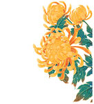 手绘绽放黄菊