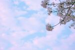 蓝天繁花春日浪漫景致