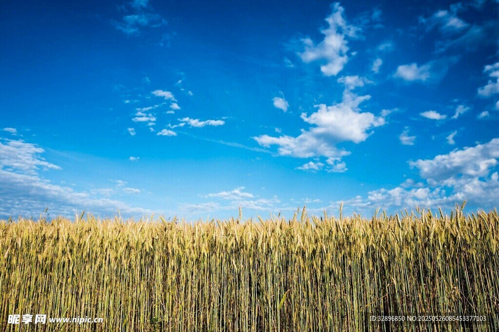 蓝天麦田美景