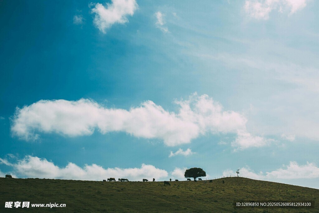 蓝天草地孤树的静谧风景