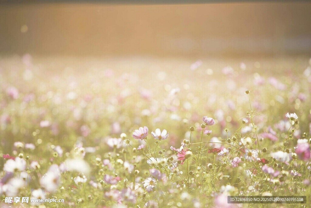 浪漫花海 梦幻花卉景观