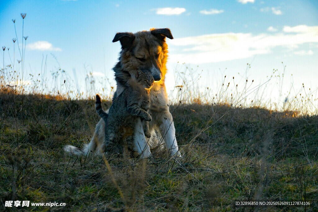 夕阳下的草地萌犬
