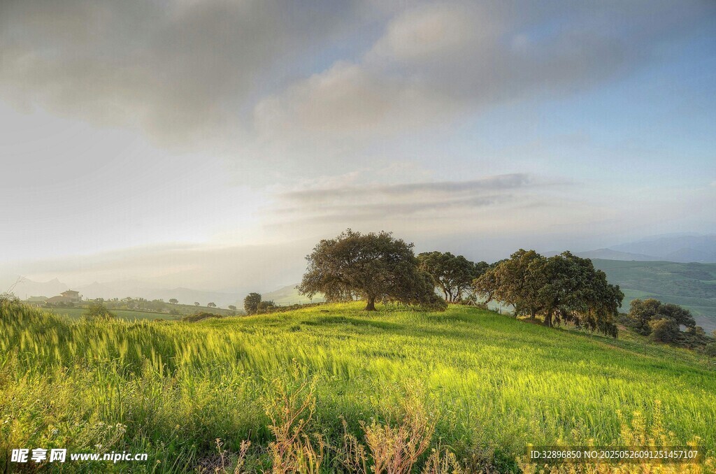 草原晨光美景