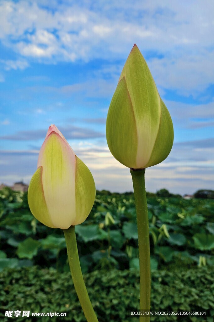 两朵含苞待放的清新荷花