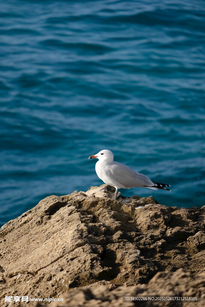 岩石上的海鸥