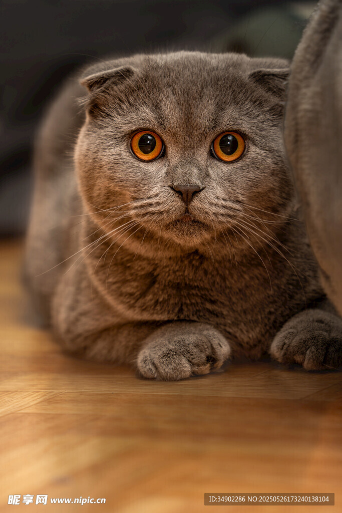 可爱折耳猫趴木地板上