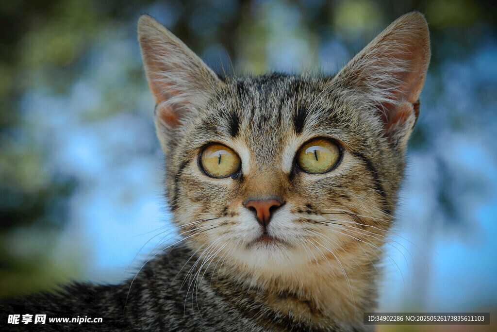 可爱斑纹小猫特写