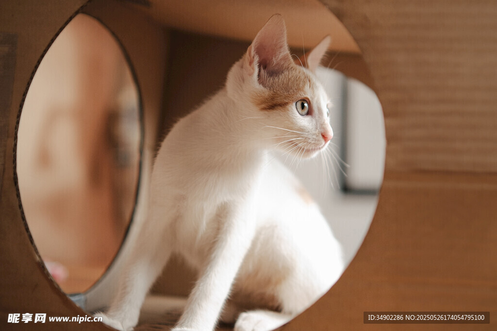 镜中萌猫