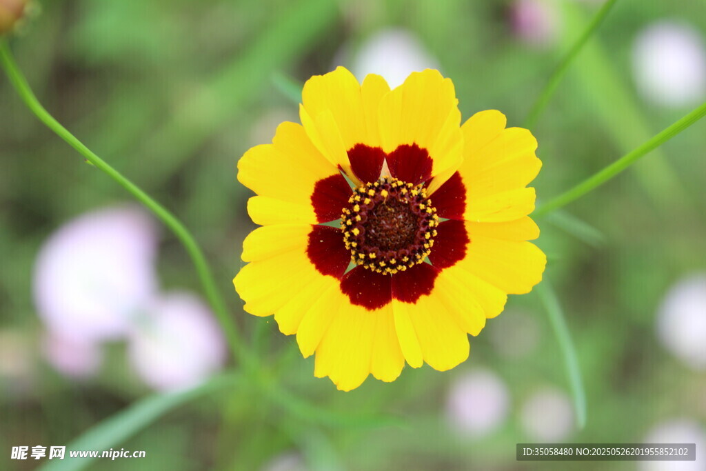 金鸡菊  