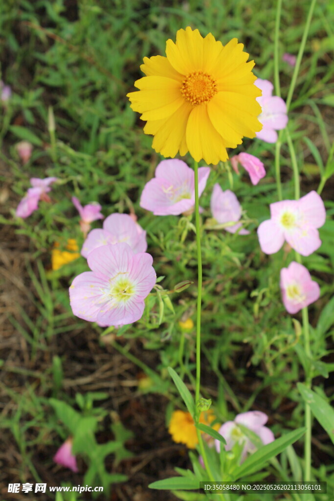 金鸡菊 