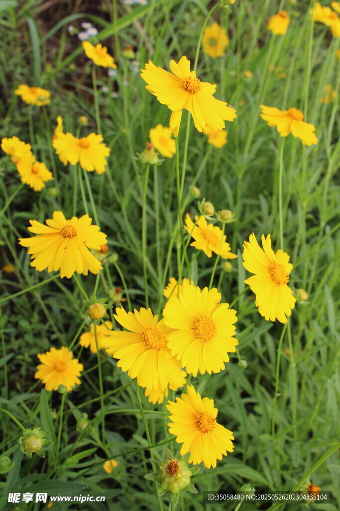 金鸡菊  
