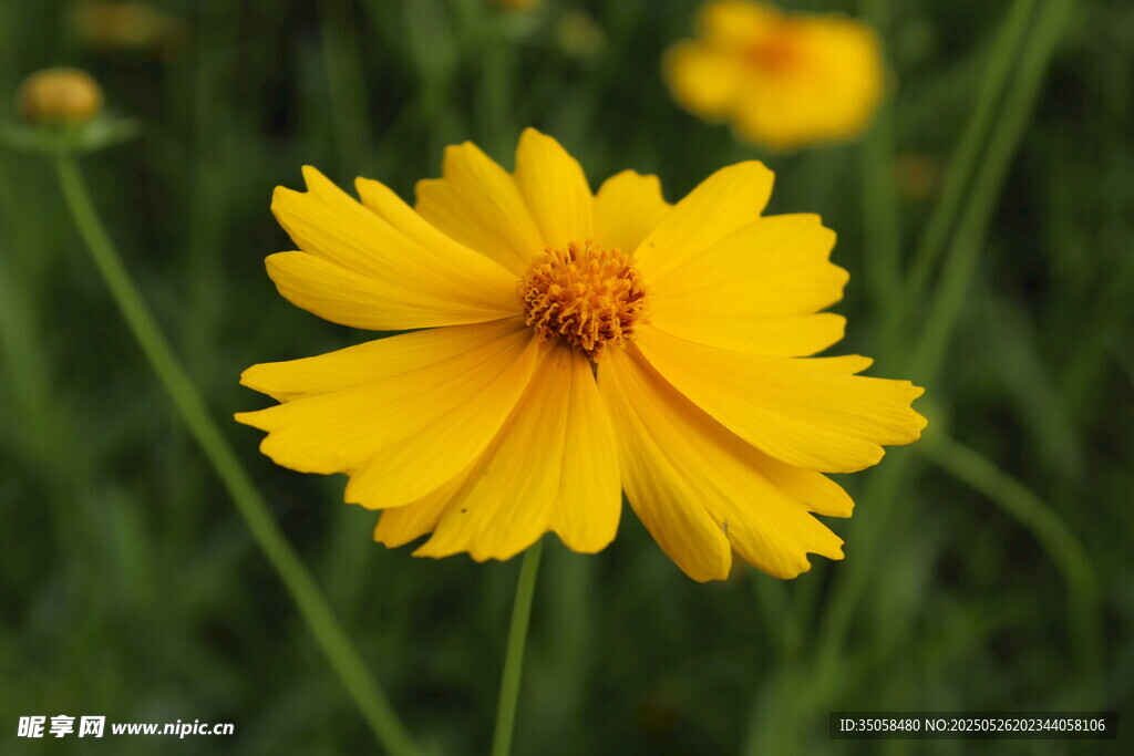 金鸡菊 