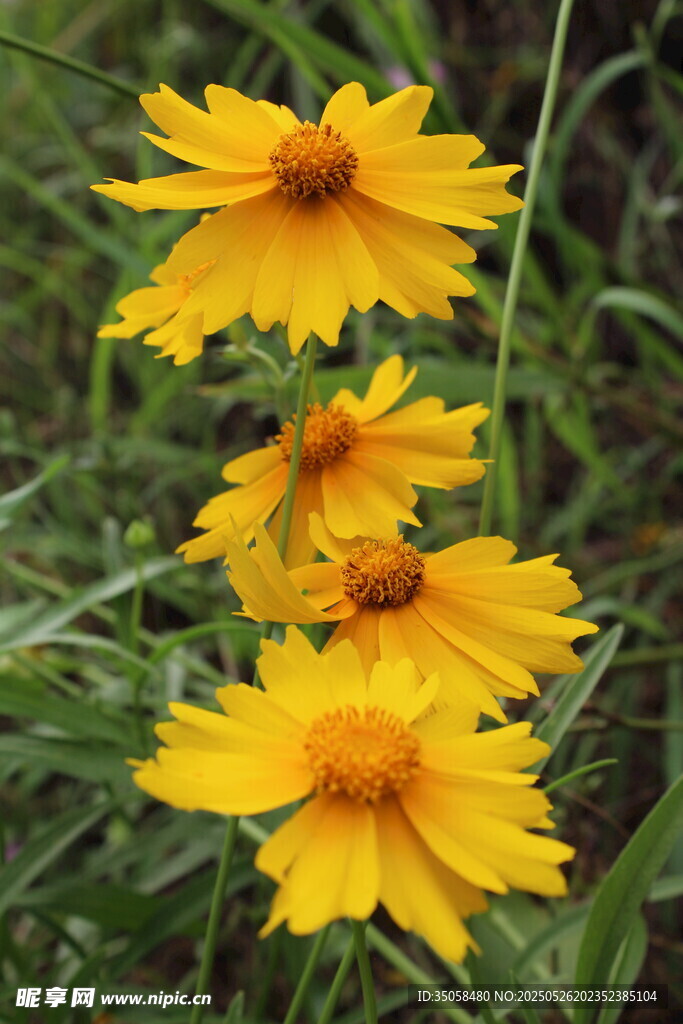 金鸡菊 