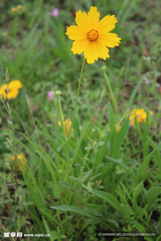 金鸡菊  