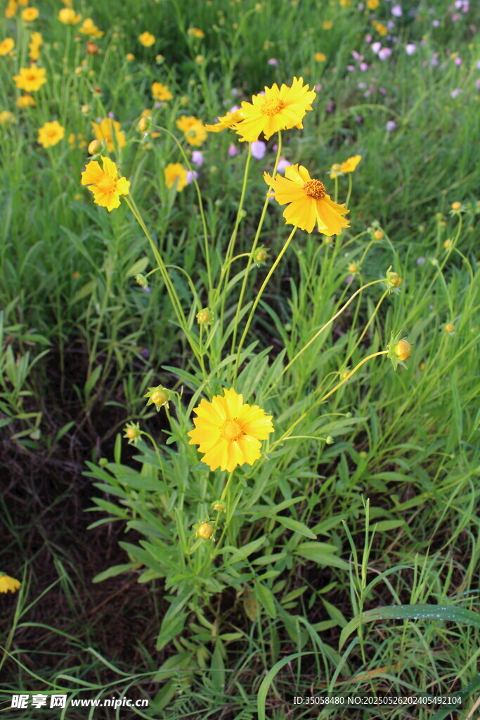 金鸡菊 