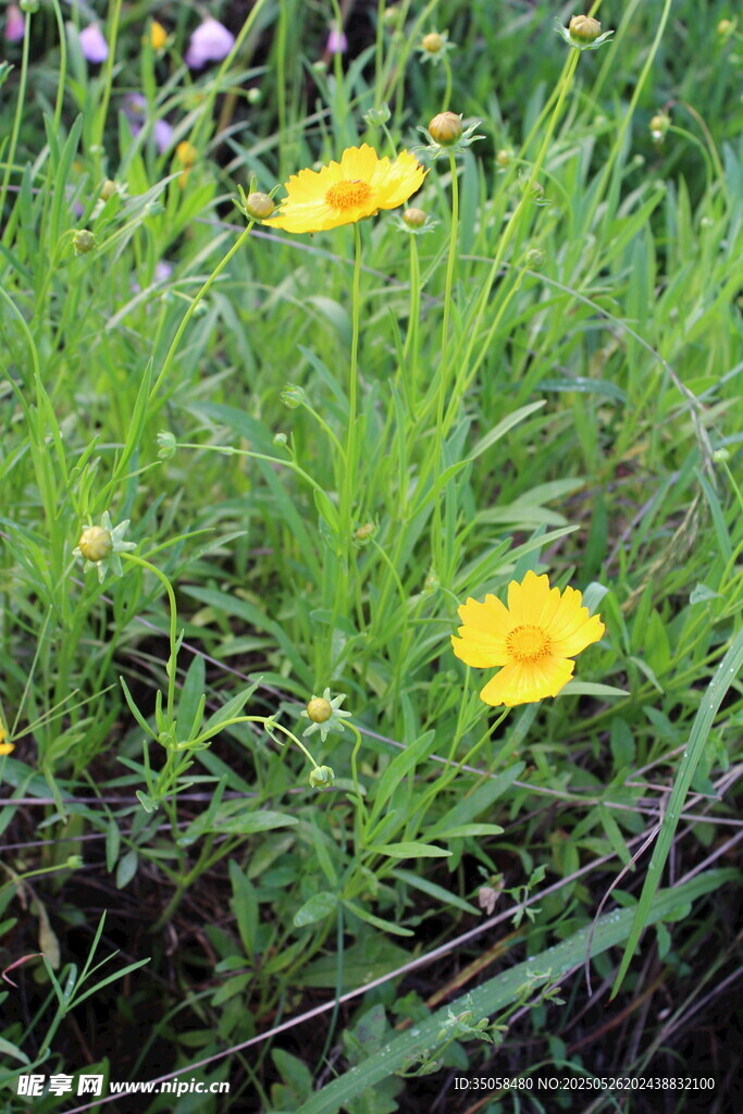 金鸡菊 
