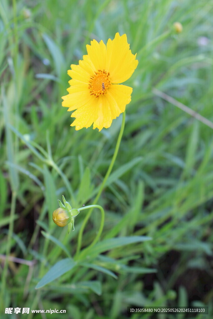 金鸡菊  