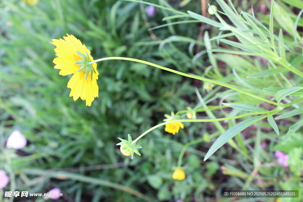 金鸡菊 