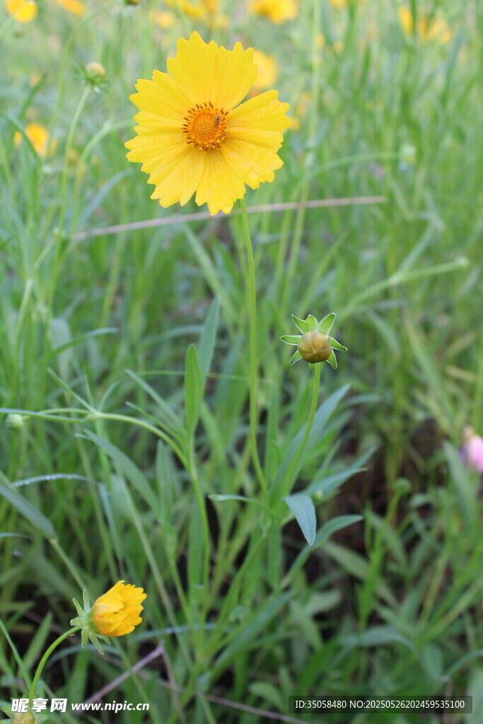 金鸡菊  
