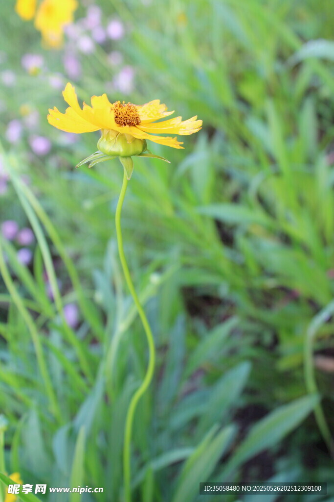 金鸡菊 