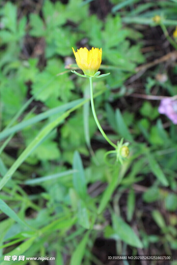 金鸡菊  