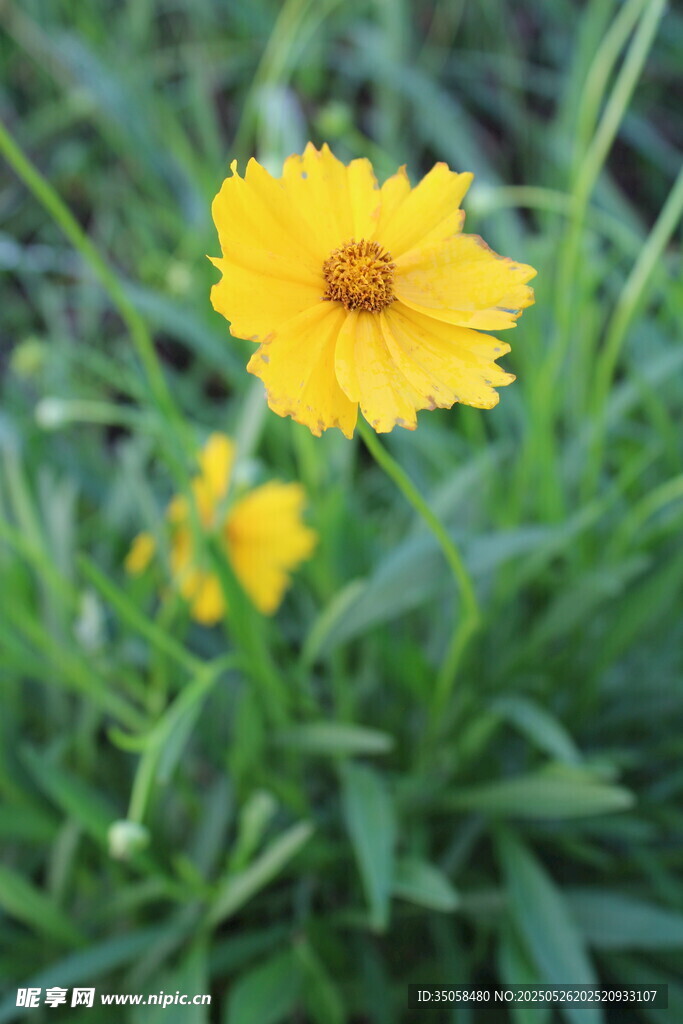 金鸡菊  