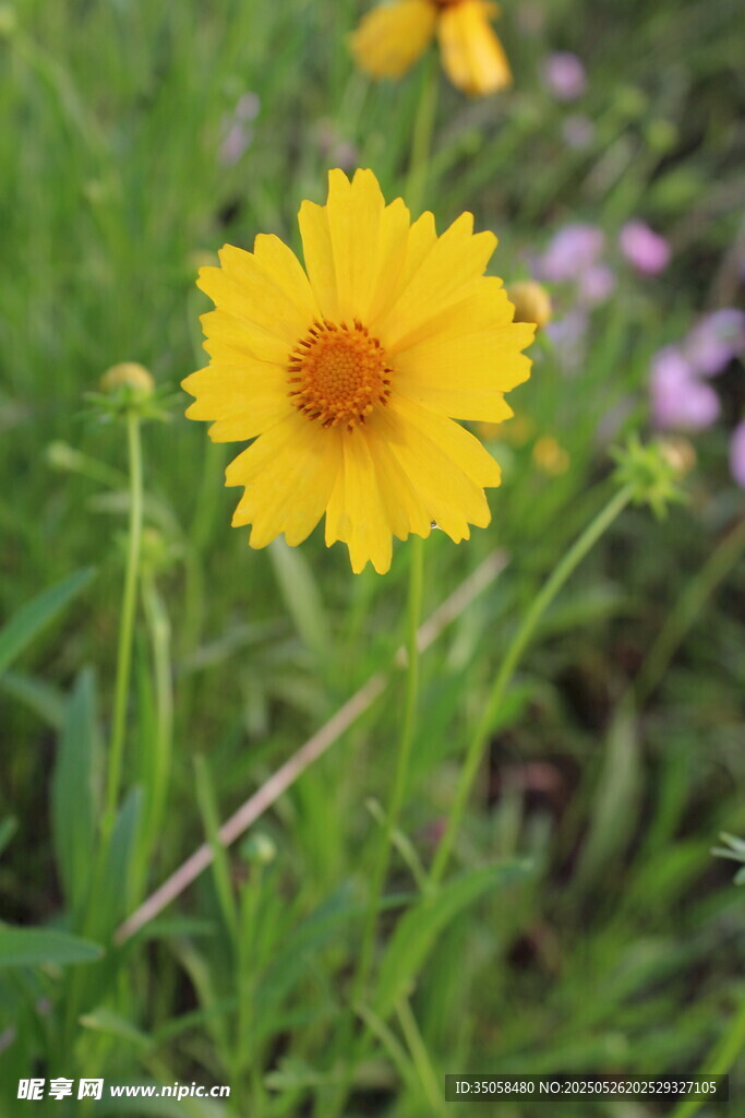 金鸡菊 