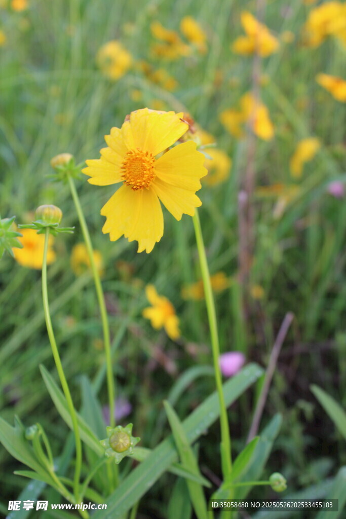 金鸡菊 