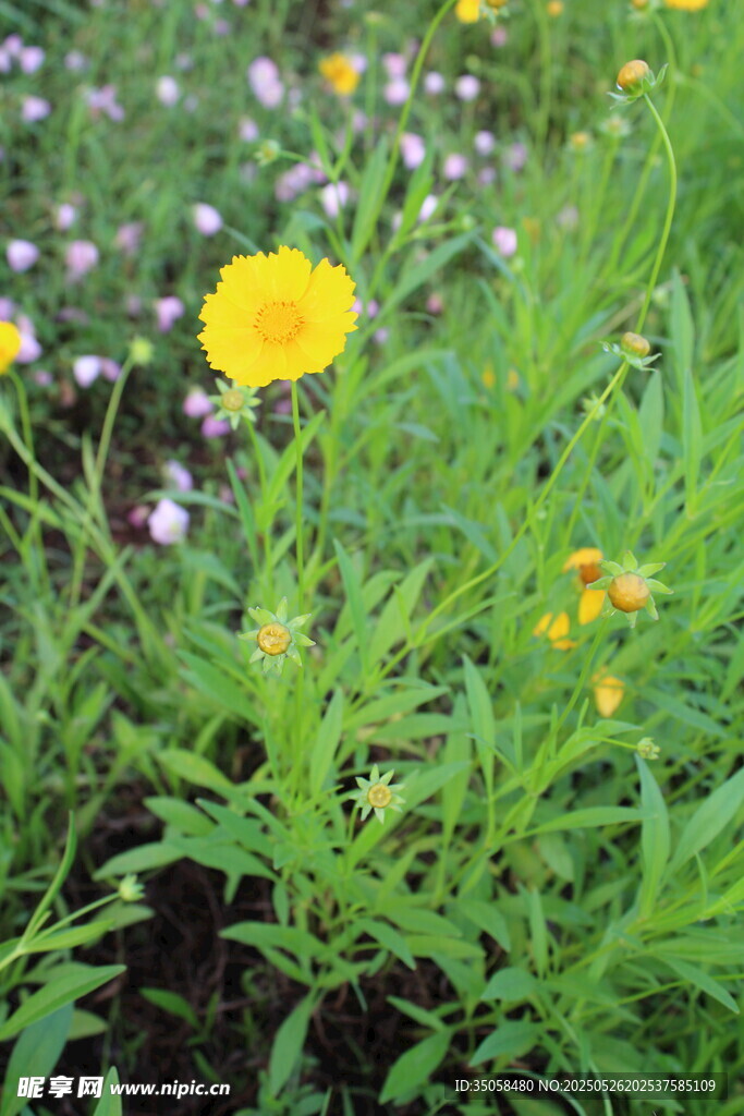 金鸡菊  