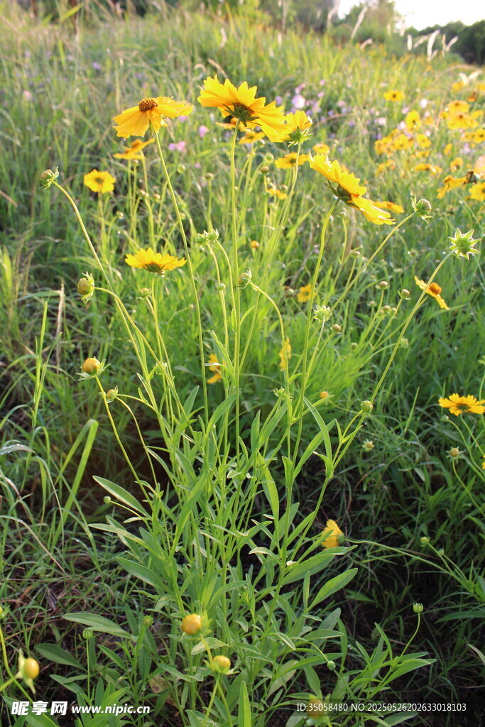 金鸡菊  