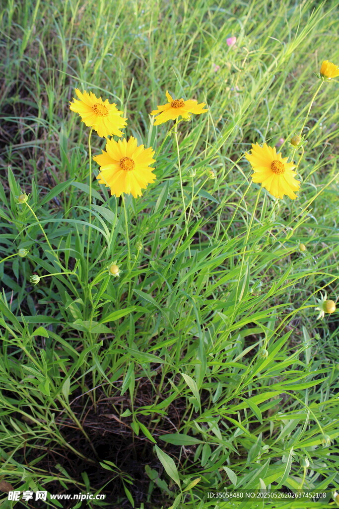 金鸡菊  