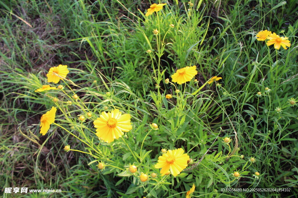 金鸡菊  